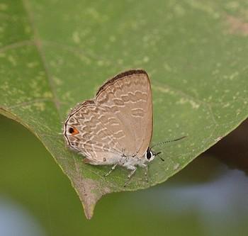 Anthene lycaenoides