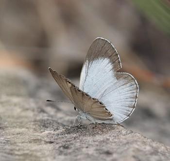 Nesolycaena urumelia