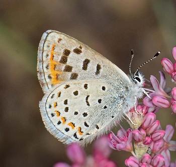 Euphilotes spaldingi