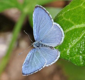 Celastrina echo