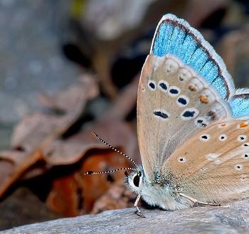 Polyommatus dorylas