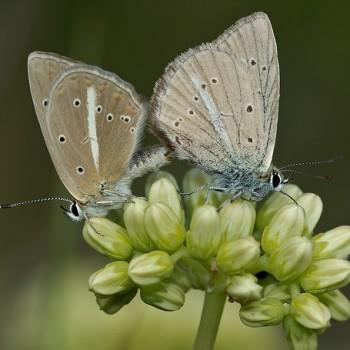 Polyommatus ripartii