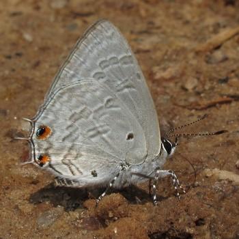 Anthene liodes