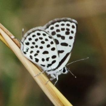 Tarucus sybaris