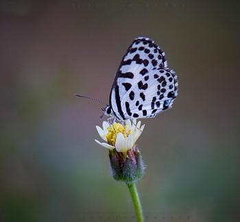 Tarucus callinara