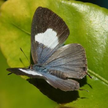 Erysichton lineata