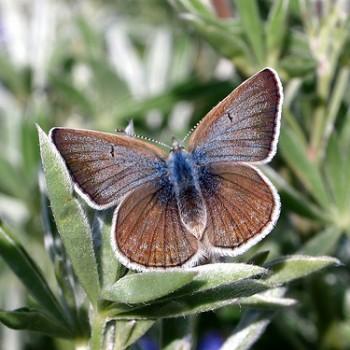 Aricia icarioides