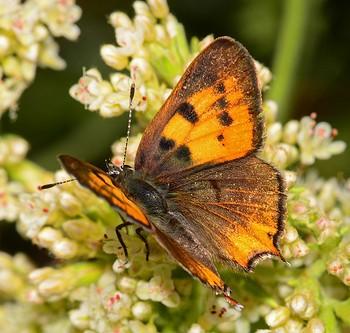 Lycaena hermes