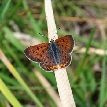 Lycaena helloides