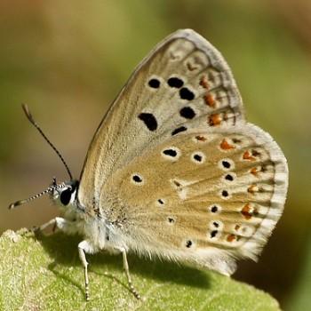 Polyommatus nivescens