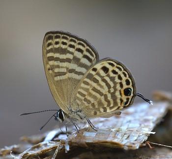 Nacaduba angusta
