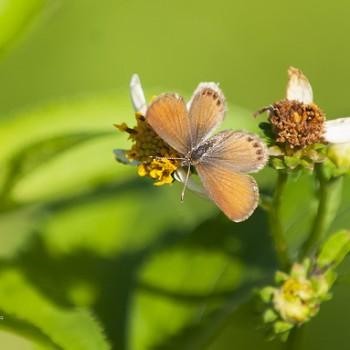 Brephidium pseudofea