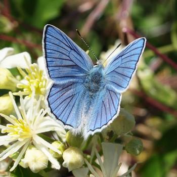 Lycaena heteronea