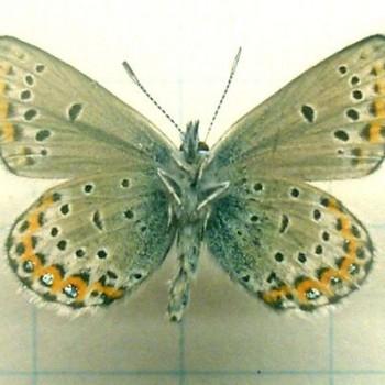 Plebejus idas