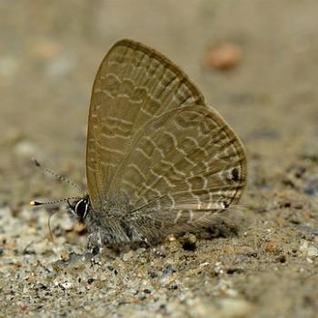 Petrelaea dana