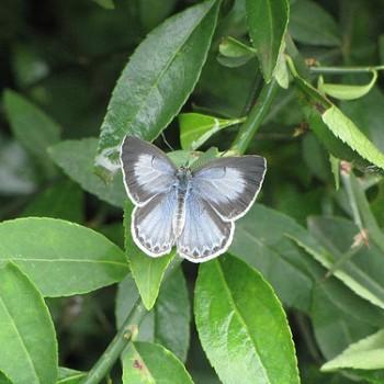 Celastrina huegelii