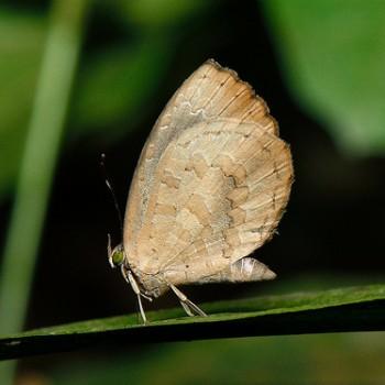 Miletus symethus