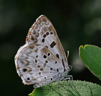 Niphanda fusca
