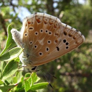 Polyommatus caelestissima
