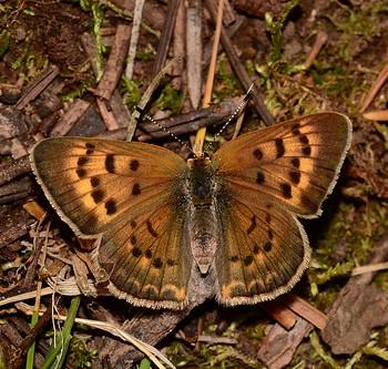 Lycaena dorcas