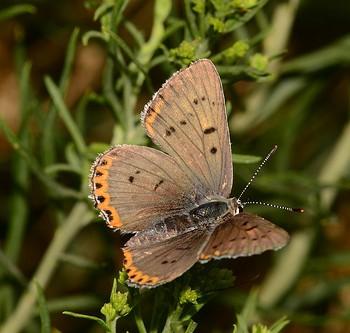 Lycaena dione
