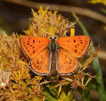 Lycaena rubidus