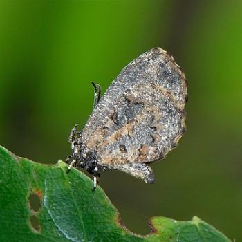 Logania marmorata