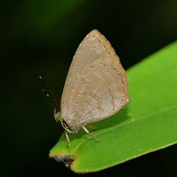 Miletus biggsii