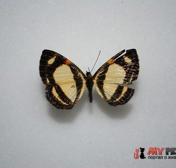 Baeotis nesaea