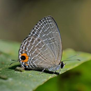 jamides caerulea