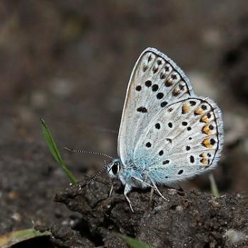 Polyommatus eroides