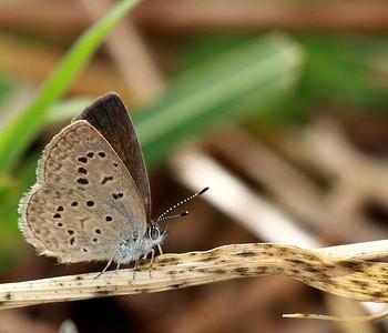 Zizeeria knysna