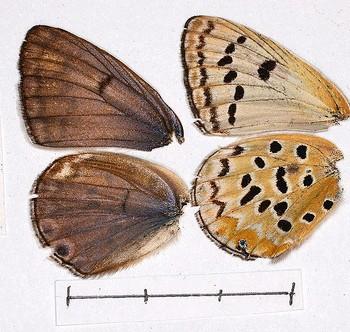 Lepidochrysops stormsi