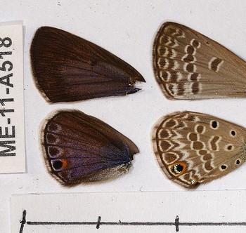 Euchrysops subpallida