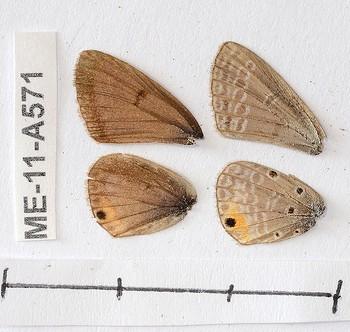Euchrysops katangae
