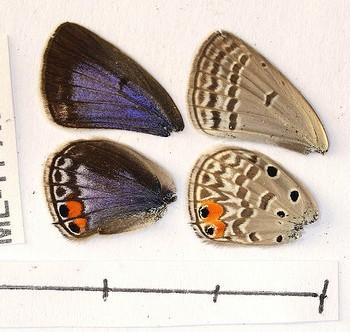 Euchrysops osiris