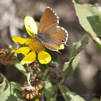 Cacyreus tespis