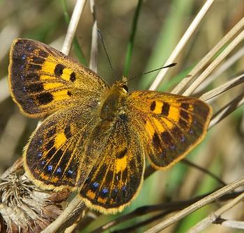 Lycaena salustius