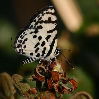 Tuxentius calice