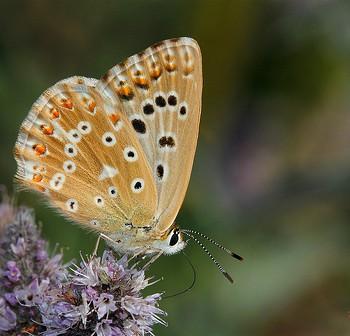 Polyommatus albicans