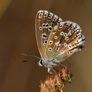 Polyommatus bellargus (Голубянка красивая)