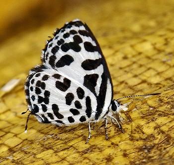Castalius rosimon