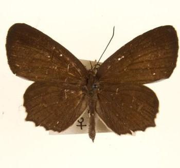 Allotinus fabius