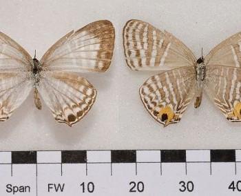 jamides cleodus