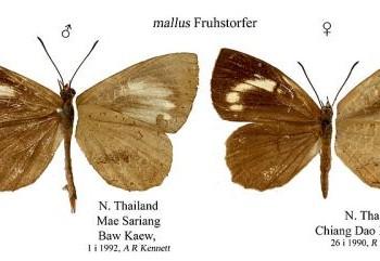 Miletus mallus