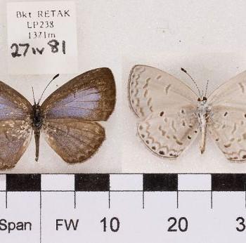 Monodontides musina