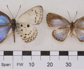 Plautella cossaea