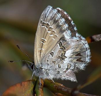 Neolucia agricola
