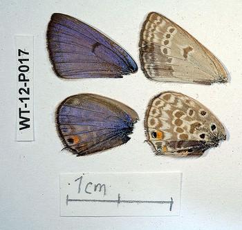 Lepidochrysops neonegus