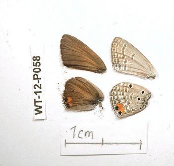 Euchrysops brunneus